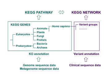 KEGG Network 数据库的原理是什么  kegg 第1张
